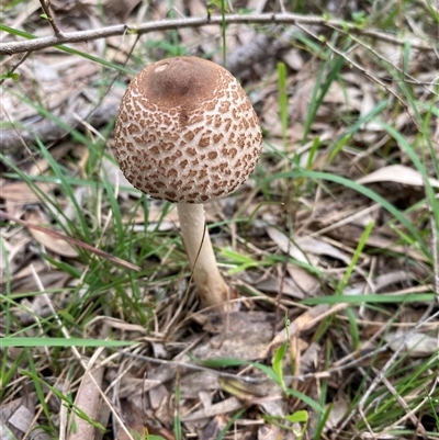 Macrolepiota clelandii (Macrolepiota clelandii) at Broke, NSW - 26 May 2025 by RoyP