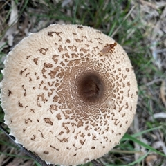 Macrolepiota clelandii at Broke, NSW - 26 May 2025 11:27 AM