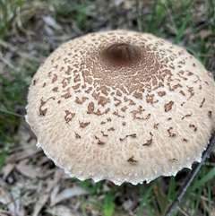 Macrolepiota clelandii at Broke, NSW - 26 May 2025 11:27 AM