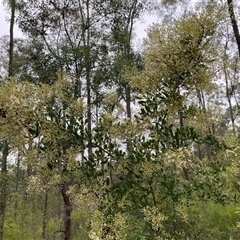 Unverified Other Tree at Broke, NSW - 26 May 2025 by RoyP