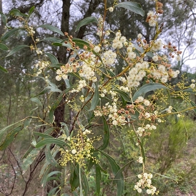 Acacia falcata at Broke, NSW - 26 May 2025 by RoyP