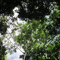 Didymocheton muelleri at Syndicate, QLD - 20 Nov 2015 02:02 PM