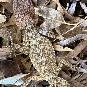 Phyllurus platurus (Broad-tailed Gecko) at Kariong, NSW - 17 Feb 2024 by Cheryl
