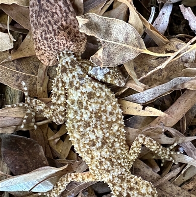 Phyllurus platurus (Broad-tailed Gecko) at Kariong, NSW - 17 Feb 2024 by Cheryl
