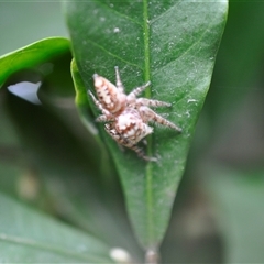 Opisthoncus sp. (genus) (Opisthoncus jumping spider) at Kariong, NSW - 5 Sep 2018 by Cheryl