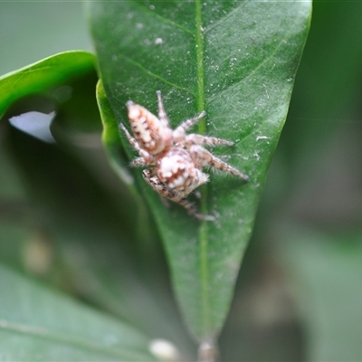 Opisthoncus sp. (genus) (Opisthoncus jumping spider) at Kariong, NSW - 5 Sep 2018 by Cheryl