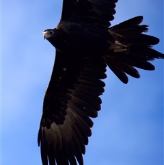 Aquila audax (Wedge-tailed Eagle) at Kangiara, NSW - 23 May 2025 by jb2602