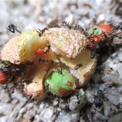 Pheidole sp. (genus) (Seed-harvesting ant) at Syndicate, QLD - 20 Nov 2015 by JasonPStewartNMsnc2016