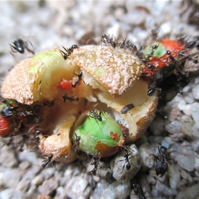 Pheidole sp. (genus) (Seed-harvesting ant) at Syndicate, QLD - 20 Nov 2015 by JasonPStewartNMsnc2016