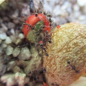 Pheidole sp. (genus) at Syndicate, QLD - 20 Nov 2015 02:02 PM