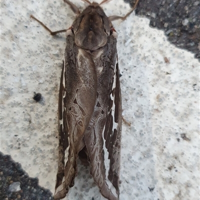 Abantiades atripalpis (Bardee grub/moth, Rain Moth) at Weston, ACT - 14 May 2025 by jmcleod