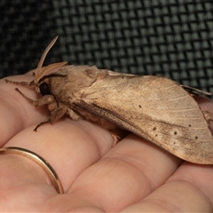 Unverified Swift and Ghost moth (Hepialidae) at Higgins, ACT - 22 May 2025 by AlisonMilton