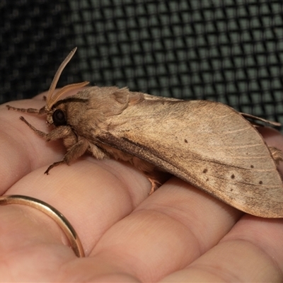 Unverified Swift and Ghost moth (Hepialidae) at Higgins, ACT - 22 May 2025 by AlisonMilton