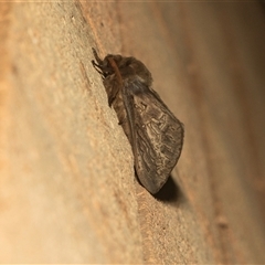 Oxycanus antipoda (Late Oxycanus) at Higgins, ACT - 22 May 2025 by AlisonMilton