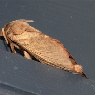 Unverified Swift and Ghost moth (Hepialidae) at Higgins, ACT - 22 May 2025 by AlisonMilton