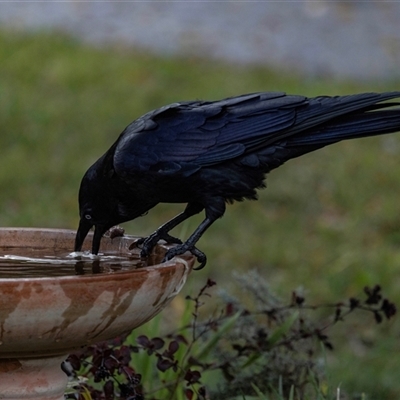 Corvus coronoides (Australian Raven) at Higgins, ACT - 23 May 2025 by AlisonMilton