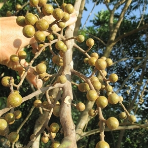 Didymocheton muelleri at Mossman Gorge, QLD - 30 Nov 2015 07:48 AM
