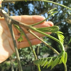 Didymocheton muelleri at Mossman Gorge, QLD - 30 Nov 2015 07:48 AM