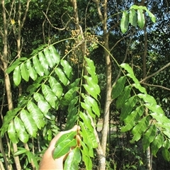 Didymocheton muelleri at Mossman Gorge, QLD - 30 Nov 2015 07:48 AM