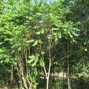 Didymocheton muelleri at Mossman Gorge, QLD - 30 Nov 2015 07:48 AM