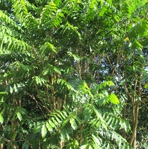 Didymocheton muelleri at Mossman Gorge, QLD - 30 Nov 2015 07:48 AM
