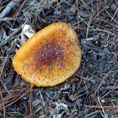 Amanita muscaria (Fly Agaric) at Buxton, NSW - 24 May 2025 by AlisonMilton
