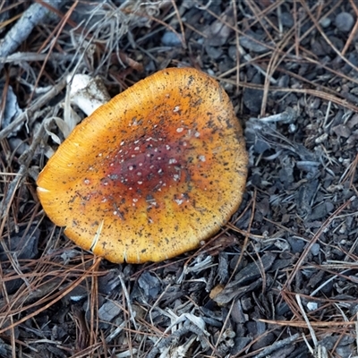 Amanita muscaria (Fly Agaric) at Buxton, NSW - 24 May 2025 by AlisonMilton