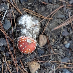Amanita muscaria at Buxton, NSW - 24 May 2025 03:24 PM