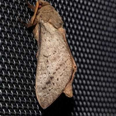 Unverified Swift and Ghost moth (Hepialidae) at Higgins, ACT - 22 May 2025 by AlisonMilton