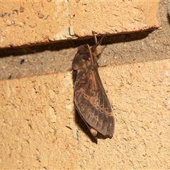 Unverified Swift and Ghost moth (Hepialidae) at Higgins, ACT - 22 May 2025 by AlisonMilton