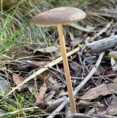 Oudemansiella gigaspora group (Rooting Shank) at Yass River, NSW - 26 May 2025 by SenexRugosus