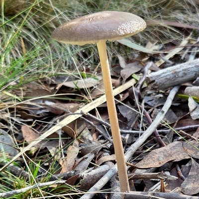 Oudemansiella gigaspora group (Rooting Shank) at Yass River, NSW - 26 May 2025 by SenexRugosus