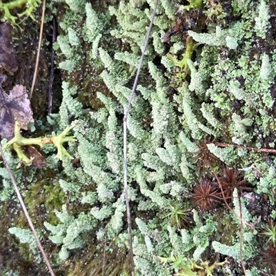 Cladonia rigida (A lichen) at Yass River, NSW - 26 May 2025 by SenexRugosus