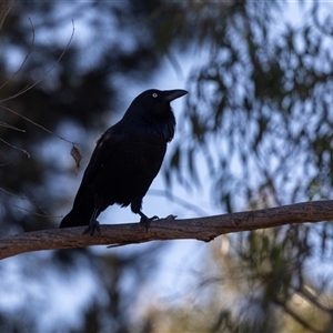 Corvus coronoides (Australian Raven) at Greenway, ACT - 25 May 2025 by AlisonMilton