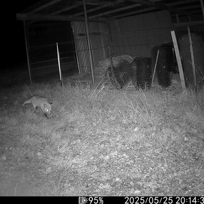 Vulpes vulpes (Red Fox) at Wallaroo, NSW - 25 May 2025 by Jek