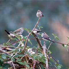 Stizoptera bichenovii (Double-barred Finch) at Canowindra, NSW - 23 May 2025 by jb2602