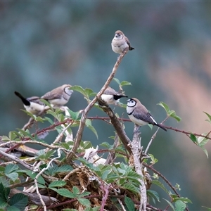 Stizoptera bichenovii (Double-barred Finch) at Canowindra, NSW - 23 May 2025 by jb2602