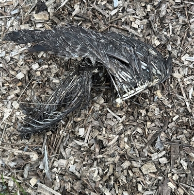 Podargus strigoides (Tawny Frogmouth) at Kangaroo Valley, NSW - 26 May 2025 by lbradley