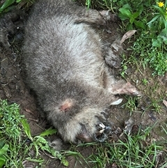 Vombatus ursinus (Common wombat, Bare-nosed Wombat) at Kangaroo Valley, NSW - 26 May 2025 by lbradley