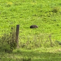 Vombatus ursinus (Common wombat, Bare-nosed Wombat) at Kangaroo Valley, NSW - 26 May 2025 by lbradley