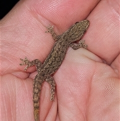 Hemidactylus frenatus (Asian House Gecko) at Tewantin, QLD - 26 May 2025 by AaronClausen