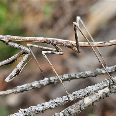 Archimantis sp. (genus) at Denman Prospect, ACT - 26 May 2025 by Wolfdogg