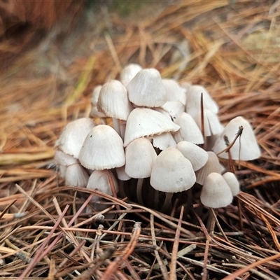 Mycena sp. (genus) (Mycena) at Denman Prospect, ACT - 26 May 2025 by Wolfdogg