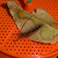 Orgyia anartoides (Painted Apple Moth) at Michelago, NSW - 26 May 2025 by RubyB
