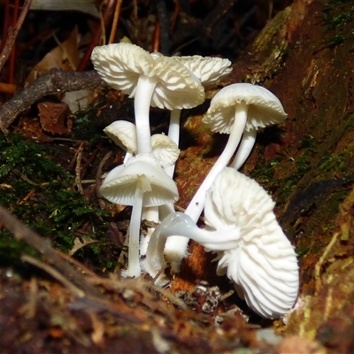 Unverified Cap on a stem; gills below cap [mushrooms or mushroom-like] at Fern Tree, TAS - 18 May 2025 by VanessaC