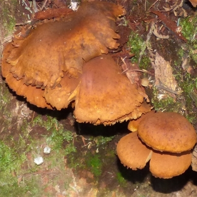 Unverified Cap on a stem; gills below cap [mushrooms or mushroom-like] at Wellington Park, TAS - 18 May 2025 by VanessaC
