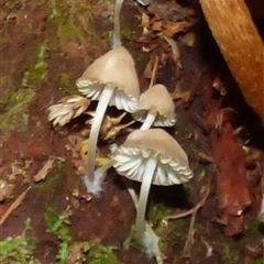 Unverified Cap on a stem; gills below cap [mushrooms or mushroom-like] at Wellington Park, TAS - 18 May 2025 by VanessaC