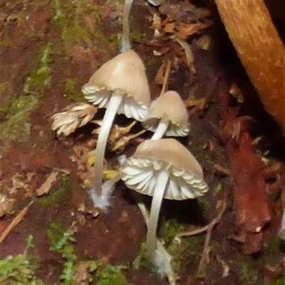 Unverified Cap on a stem; gills below cap [mushrooms or mushroom-like] at Wellington Park, TAS - 18 May 2025 by VanessaC