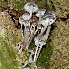 Mycena sp. (Mycena) at Wellington Park, TAS - 18 May 2025 by VanessaC