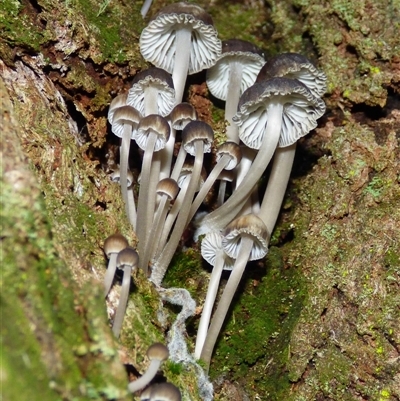 Mycena sp. (Mycena) at Wellington Park, TAS - 18 May 2025 by VanessaC